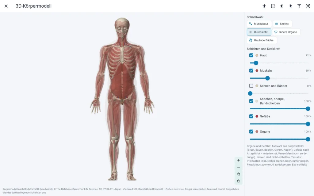 Thera X: 3D-Körpermodell in der Durchsicht mit Haut, Muskeln, Knochen, Organen und Gefäßen